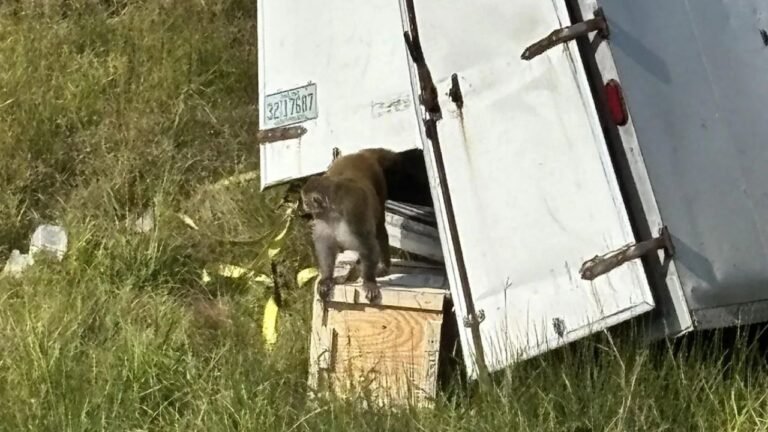 Mississippi Warns Public After Virus-Infected Monkeys Escape