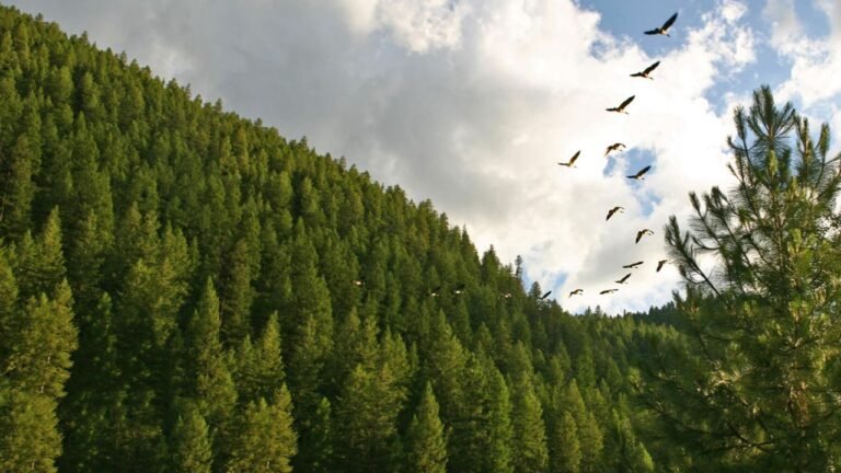 Molpus Woodlands Group Acquires 173,000 Acres Across Alabama, Louisiana, and Mississippi