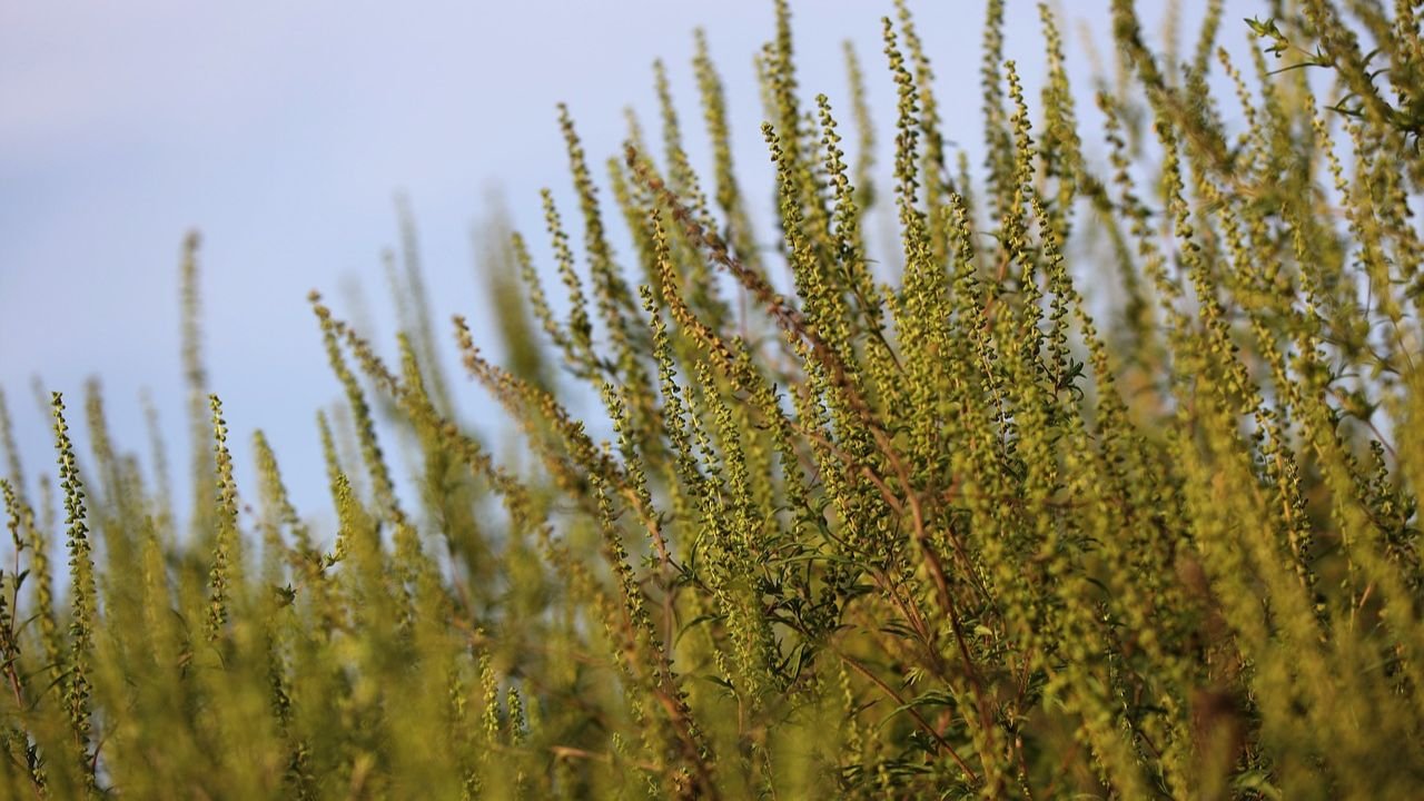 Ragweed and Mold Trigger Fall Allergy Surge Across the Delta