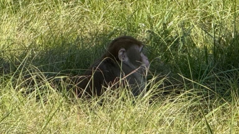 Mississippi Mother Shoots Escaped Monkey to Protect Her Children