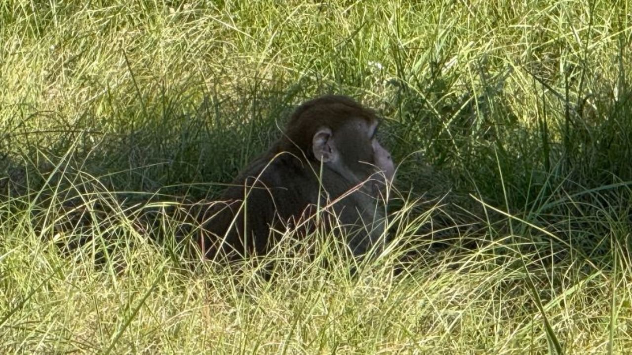 Mississippi Mother Shoots Escaped Monkey to Protect Her Children